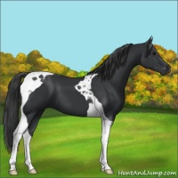Horse Color:Black Tobiano 
