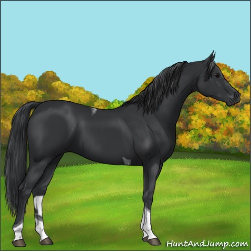 Horse Color:Black Tobiano 
