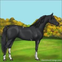 Horse Color:Black Tobiano 