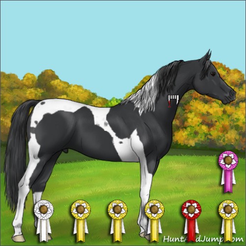 Horse Color:Black Tobiano 