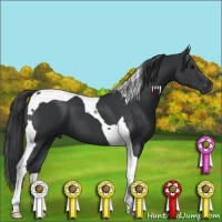 Horse Color:Black Tobiano 