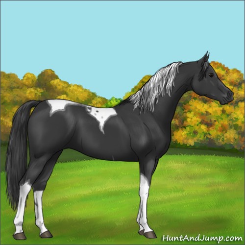 Horse Color:Black Tobiano 