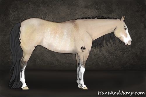 Horse Color:Brown Dun Sabino Rabicano 