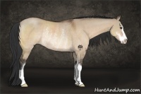 Horse Color:Brown Dun Sabino Rabicano 