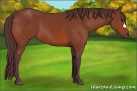 Horse Color:Chocolate Brown 