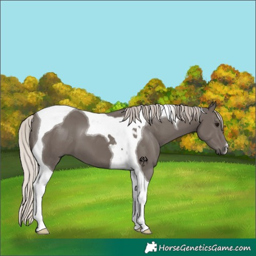 Horse Color:Silver Black Tobiano 