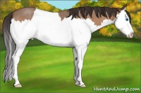 Horse Color:Buckskin Roan Splash 