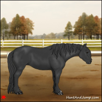 Horse Color:Black 