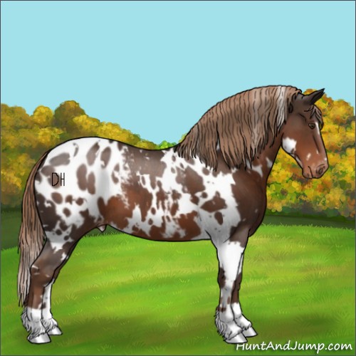Horse Color:White Spotted Liver Chestnut Appaloosa 