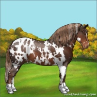 Horse Color:White Spotted Liver Chestnut Appaloosa 