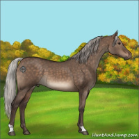 Horse Color:Silver Brown Dun 