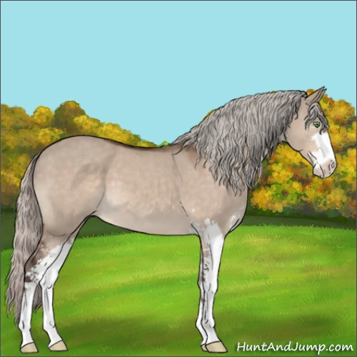 Horse Color:Silver Bay Dun Mushroom Sabino 