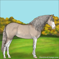 Horse Color:Silver Bay Dun Mushroom Sabino