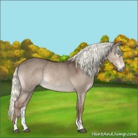 Horse Color:Liver Red Dun Mushroom Sabino Rabicano