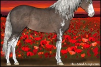 Horse Color:Liver Chestnut Mushroom Sabino 