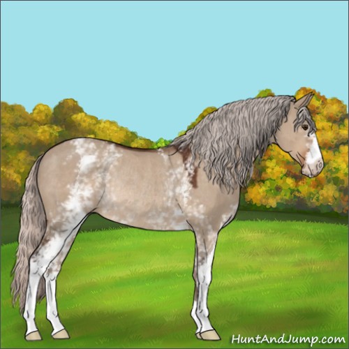 Horse Color:White Spotted Silver Brown Dun Rabicano