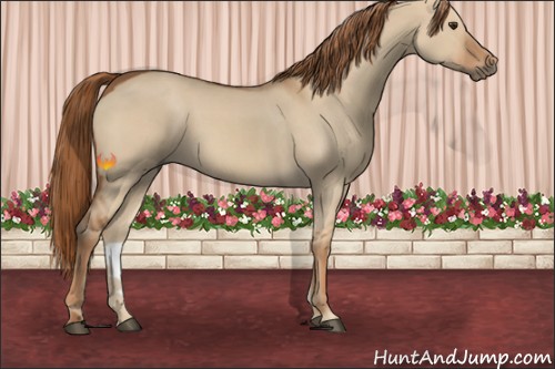 Horse Color:Red Dun 