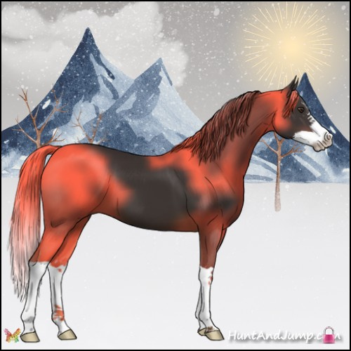 Horse Color:Liver Chestnut Splash 