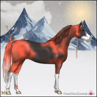 Horse Color:Liver Chestnut Splash 