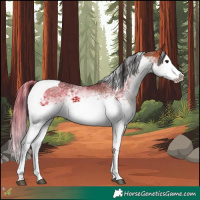Horse Color:White Spotted Bay Splash Tobiano