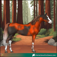 Horse Color:Liver Chestnut Splash 