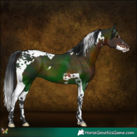 Horse Color:Brown Splash Tobiano