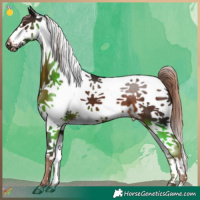 Horse Color:Liver Chestnut Splash