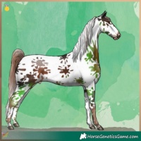 Horse Color:Liver Chestnut Splash 