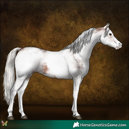 Horse Color:White Spotted Silver Brown
