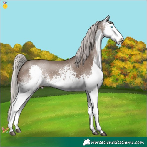 Horse Color:White Spotted Silver Black Splash 