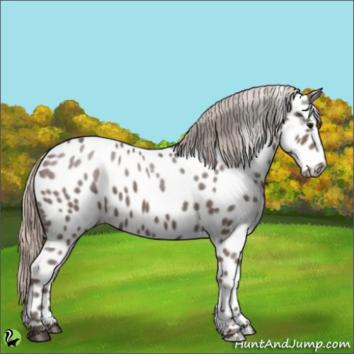 Horse Color:Silver Black Appaloosa 