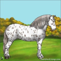 Horse Color:Silver Black Appaloosa 