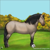 Horse Color:Brown Dun Rabicano