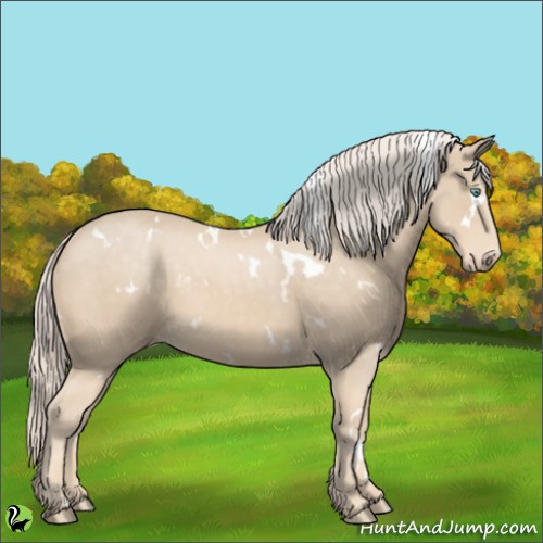Horse Color:White Spotted Cremello 