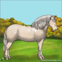 Horse Color:White Spotted Cremello