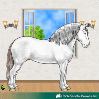 Horse Color:Sable Champagne Appaloosa 