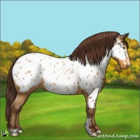 Horse Color:Sable Cream Champagne Sabino Appaloosa 