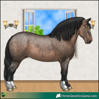 Horse Color:Brown Dun 