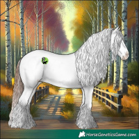 Horse Color:Bay Splash Appaloosa