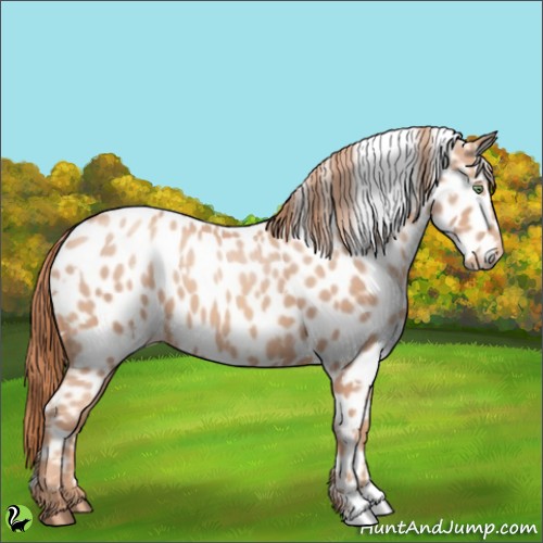 Horse Color:White Spotted Gold Champagne Appaloosa 