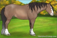 Horse Color:Sable Champagne Splash 