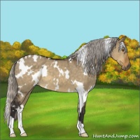 Horse Color:White Spotted Silver Buckskin Dun Mushroom 
