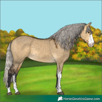 Horse Color:Silver Buckskin Dun Sabino 