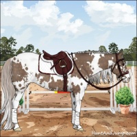 Horse Color:White Spotted Silver Brown Dun Sabino
