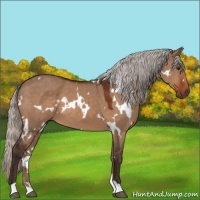 Horse Color:White Spotted Silver Brown Dun 