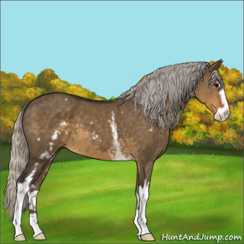 Horse Color:White Spotted Silver Smoky Grullo Sabino 