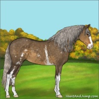 Horse Color:White Spotted Silver Smoky Grullo Sabino 