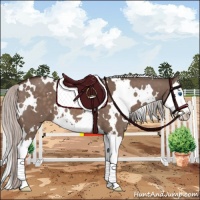 Horse Color:White Spotted Silver Brown Dun Mushroom Sabino Splash 