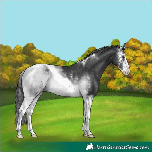 Horse Color:Black Sabino Tobiano Rabicano