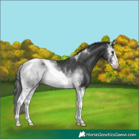 Horse Color:Black Sabino Tobiano Rabicano 